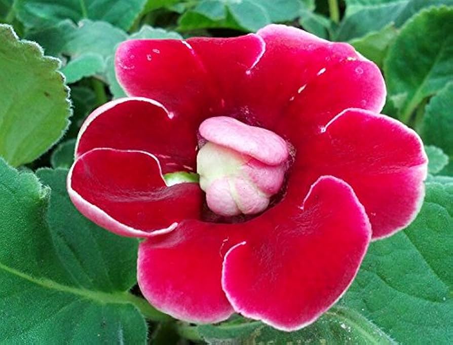 Gloxinia Blomsterfrø til Plantning Rød 100 stk