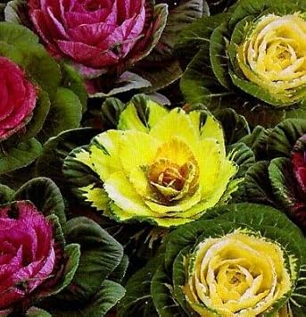 Flower Seeds, Seeds for Planting, Plant Seeds