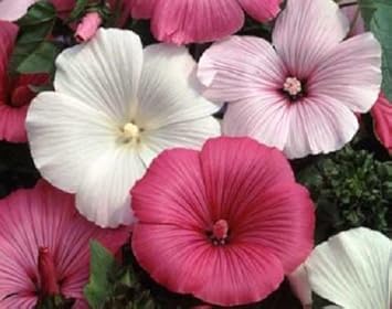 mixed rose flower seeds