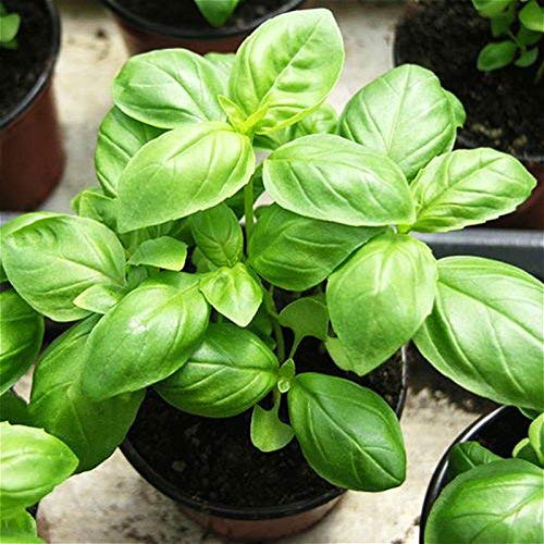 Genovese Basil Herb Seeds for Planting,Organic Heirloom Non-GMO