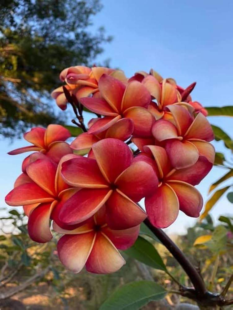 Frangipani Flower Seeds Red White for Planting 100 pcs