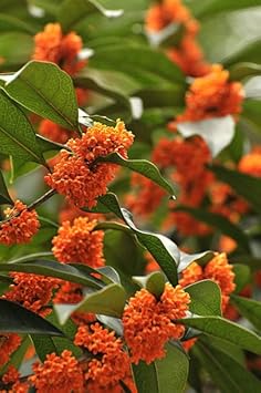 Flower Seeds, Seeds for Planting, Plant Seeds