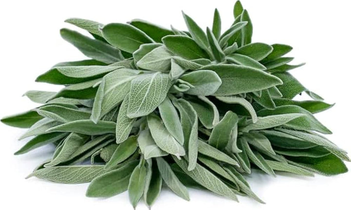 Sage Flower Salvia Officinalis Planting Herb Garden And Urban Garden Flower Seeds Home