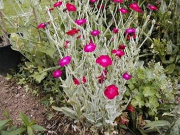 Flower Seeds, Seeds for Planting, Plant Seeds
