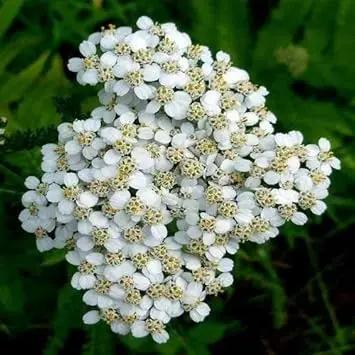 white yarrow flower seeds