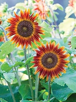 Yellow Brown Sunflower Seeds