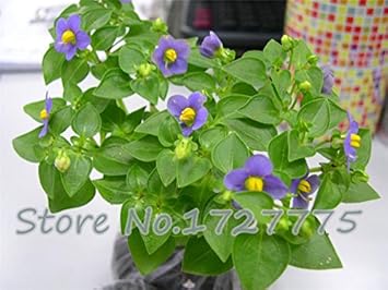 Flower Seeds, Seeds for Planting, Plant Seeds