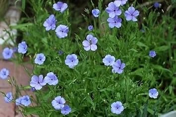 blue viscaria flower seeds