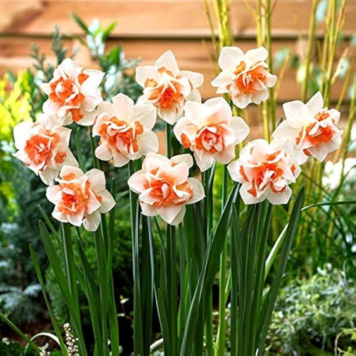 Orange White Narcissus Flower Seeds for Planting – Heirloom, Non-GMO, High Germination Organic Garden Seeds