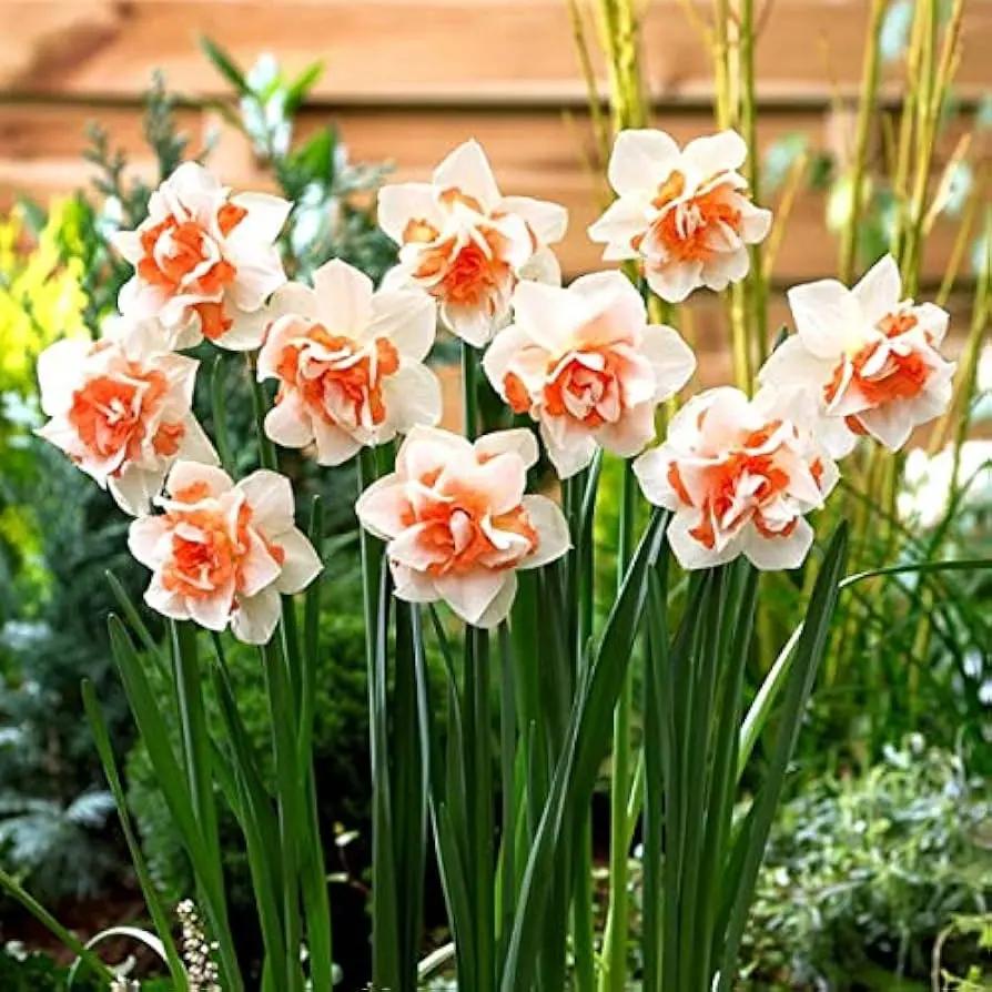 narciso flower flower seeds