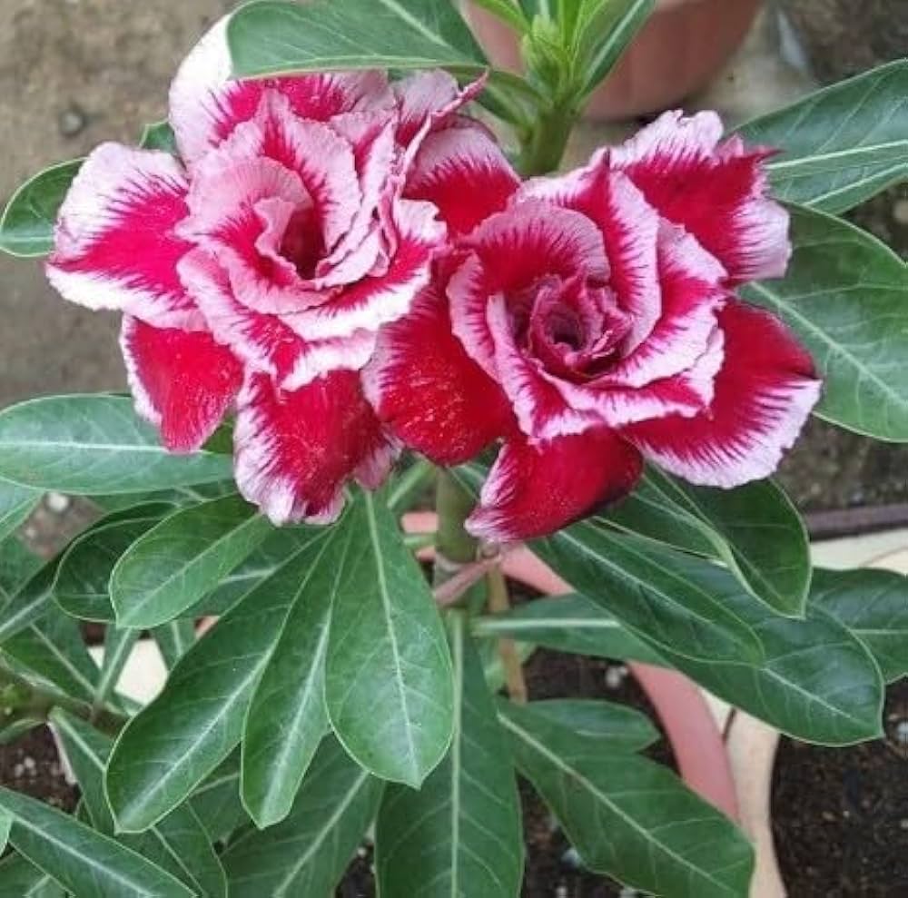 pink desert flower seeds