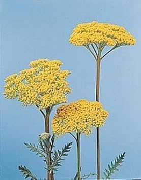 yellow achillea flower seeds