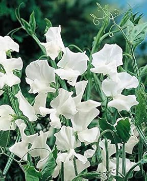 heirloom non flower seeds