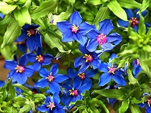 blue pimpernel flower seeds