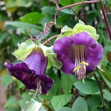 heirloom non flower seeds