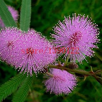 purple mimosa flower seeds