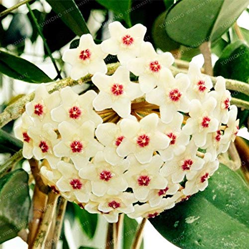 Creme Hoya Blomsterfrø 100 stk