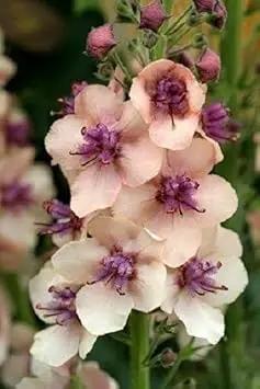 cream verbascum flower seeds