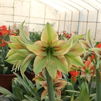 green army flower seeds