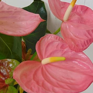 anturio plant flower seeds