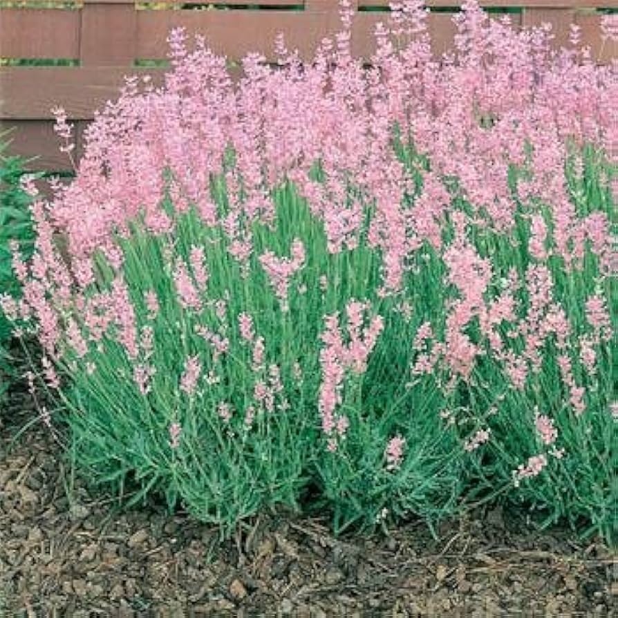 pink lavender flower seeds