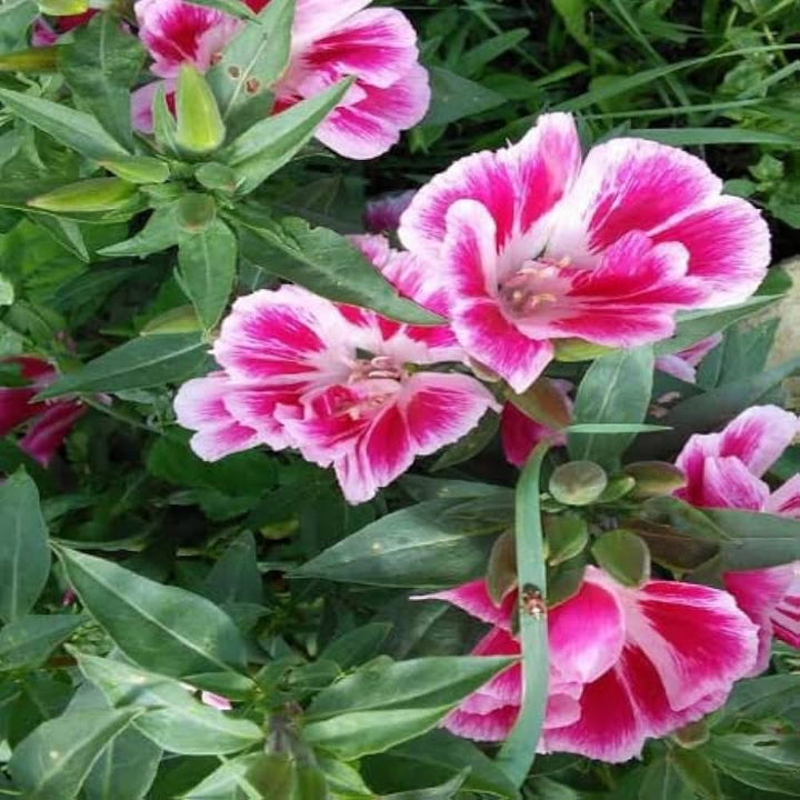 Pink Clarkia Amoena Flower Seeds for Planting – Heirloom Non-GMO High Germination Organic Garden Seeds