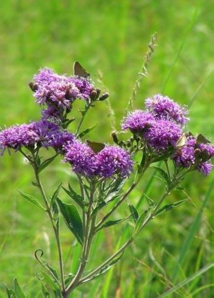 common ironweed flower seeds