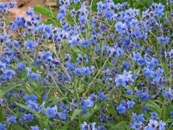 cynoglossum flower flower seeds