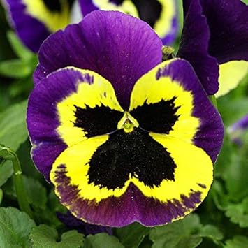Dark Purple Yellow Pansy Flower Seeds