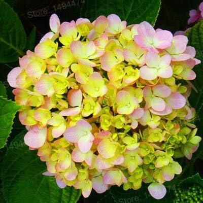 Gul Pink Hortensia Blomsterfrø til udplantning - 100 stk