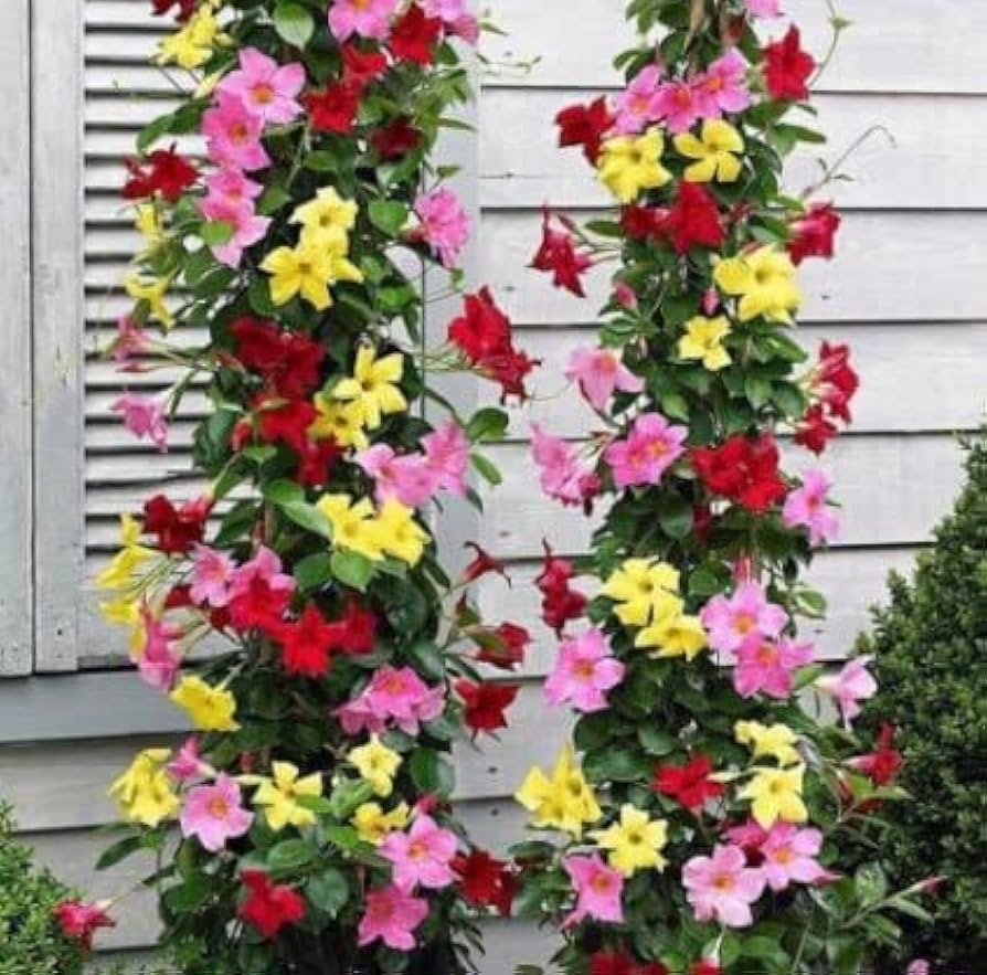 mandevilla flower seeds Multi-Colored Mandevilla Seeds – Heirloom, Non-GMO – Neeraseeds