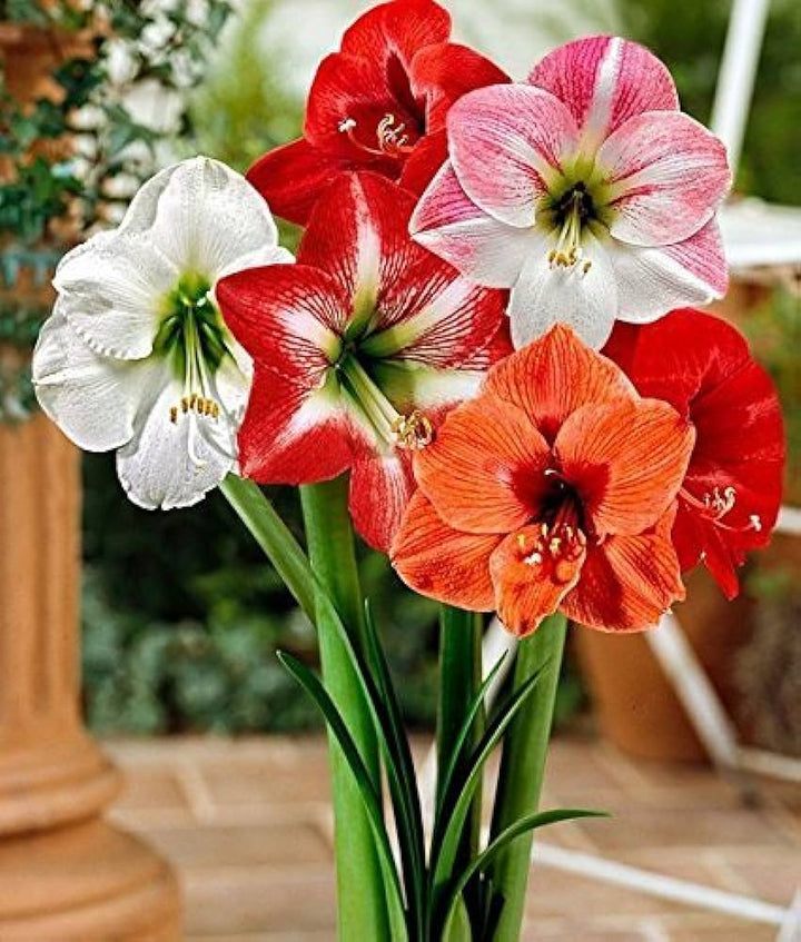 Multi-Colored Amaryllis Flower Seeds – Heirloom Non-GMO Seeds for Garden Planting