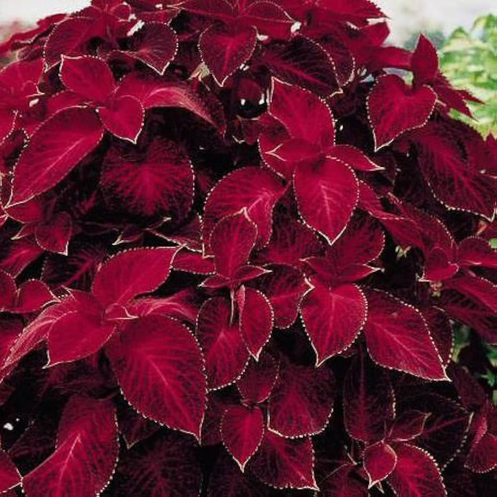 Red White Coleus Plant Seeds for Planting 100 pcs
