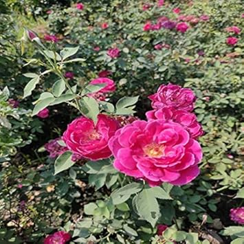 Flower Seeds, Seeds for Planting, Plant Seeds