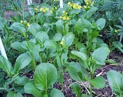 Yu Choy Chinese Cabbage Seeds for Planting