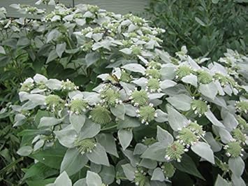 Army Green Mountain Mint Plant Seeds for Planting