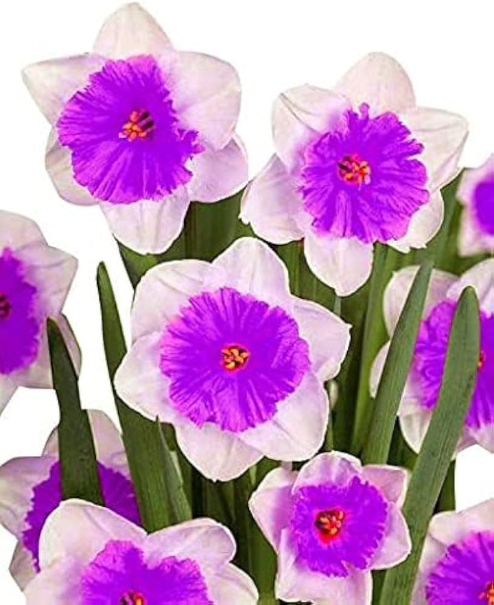 Purple White Daffodil Flower Seeds 100 pcs