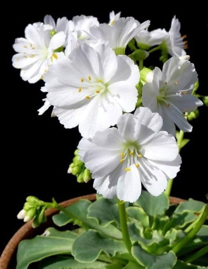 White Nevada Lewisia Flower Seeds for Planting - 100 pcs