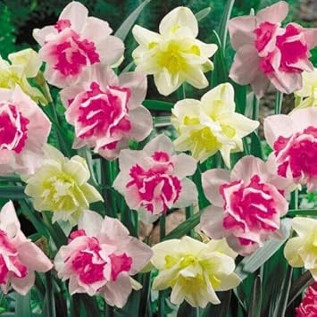 Flower Seeds, Seeds for Planting, Plant Seeds