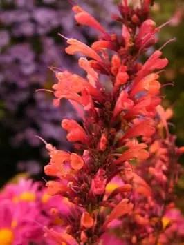 orange agastache flower seeds
