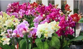 Flower Seeds, Seeds for Planting, Plant Seeds