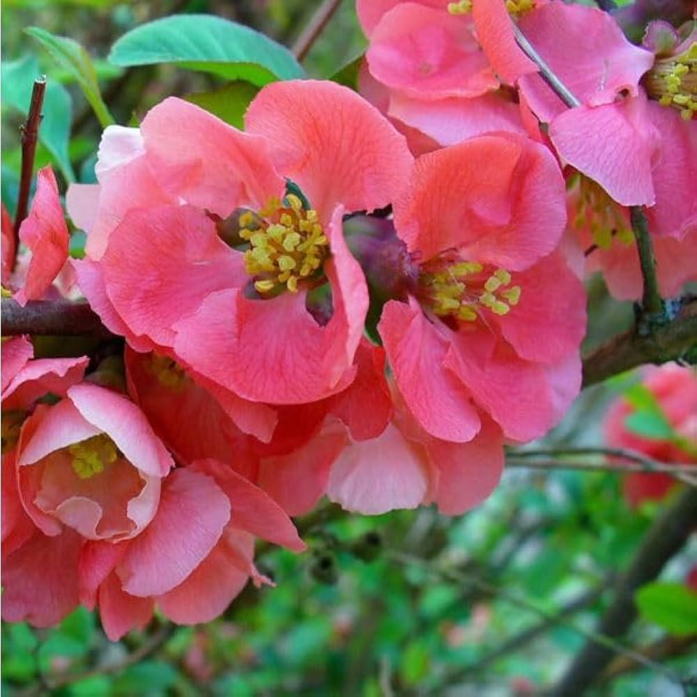 Pink Chaenomeles blomsterfrø til plantning – 100 stk