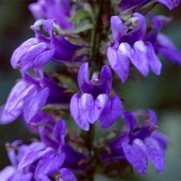 blue cardinal flower seeds