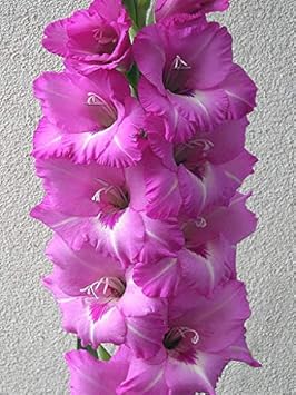 Flower Seeds, Seeds for Planting, Plant Seeds