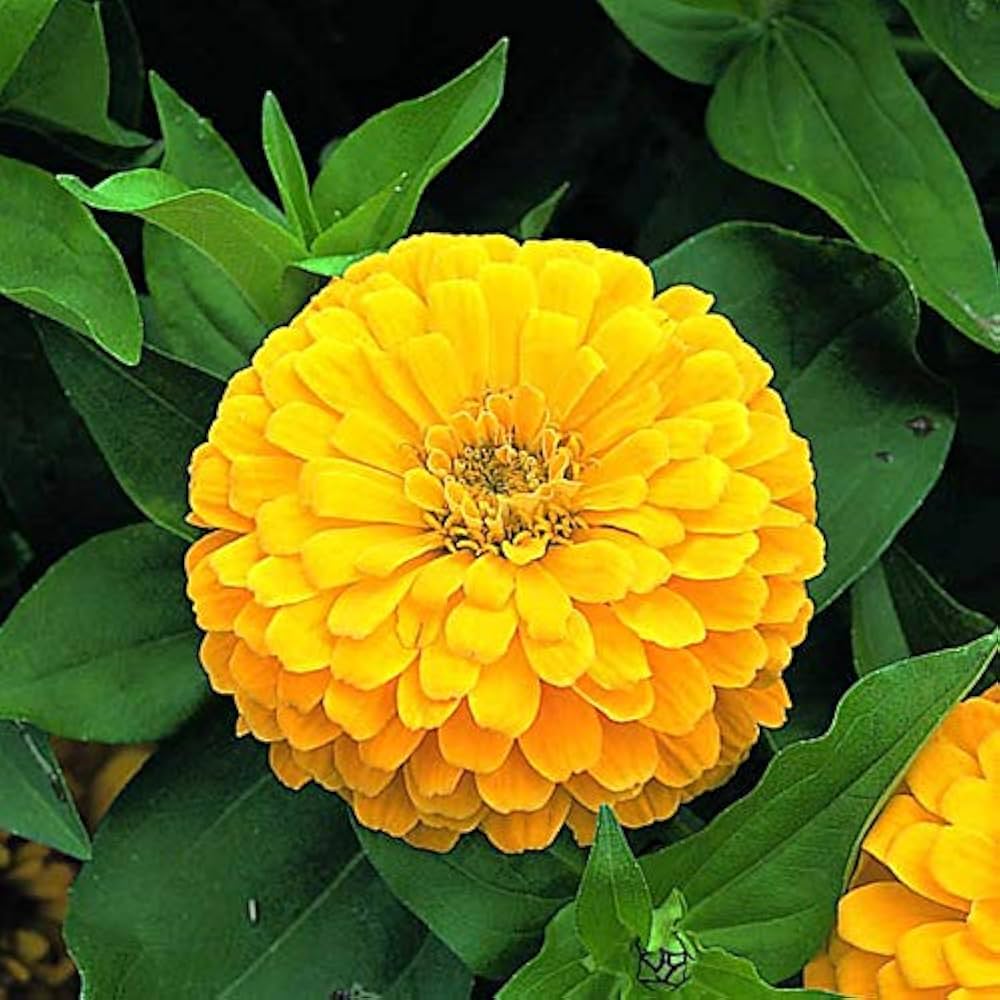 Dark Yellow Zinnia Flower Seeds for Planting - 100 pcs