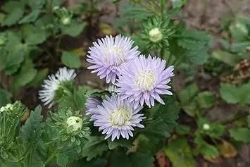 lavender aster flower seeds