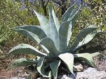 silver agave flower seeds
