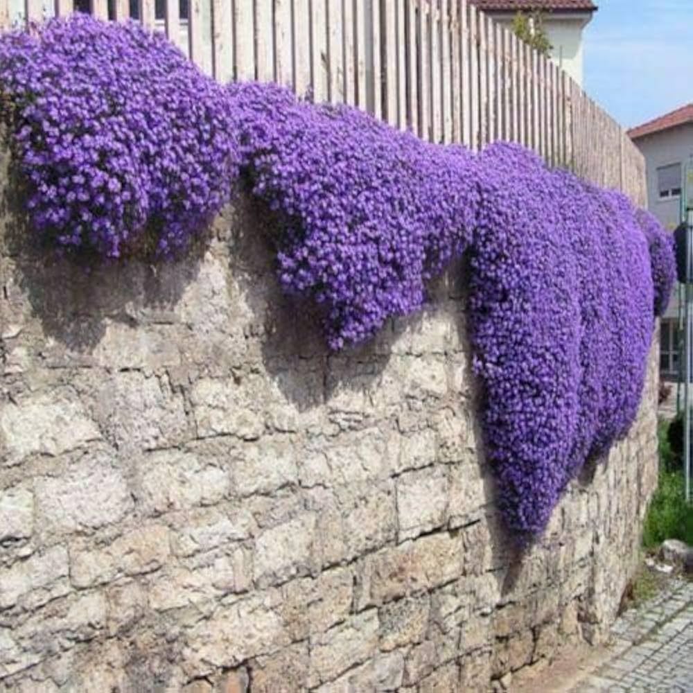 Violet Rock Cress Flower Seeds for Planting - 100 pcs