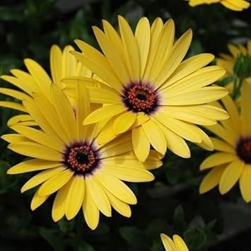 yellow heirloom flower seeds