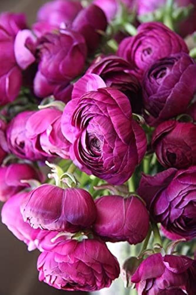 Dark Pink Ranunculus Flower Seeds for Planting – Heirloom, Non-GMO, High Germination Organic Garden Seeds